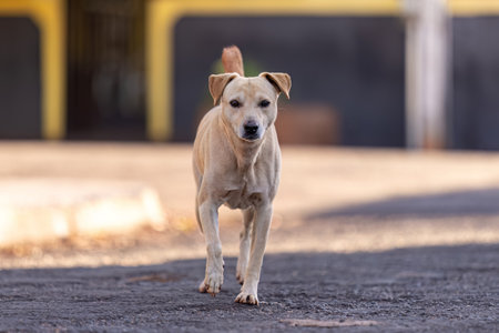 closeup of animal mammal dog in the streetの写真素材
