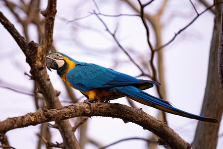 Adult Blue-and-yellow Macaw of the species Ara ararauna