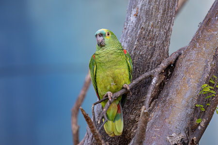 Adult Turquoise fronted Parrot of the species Amazona aestivaの写真素材