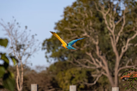 Adult Blue-and-yellow Macaw of the species Ara araraunaの写真素材