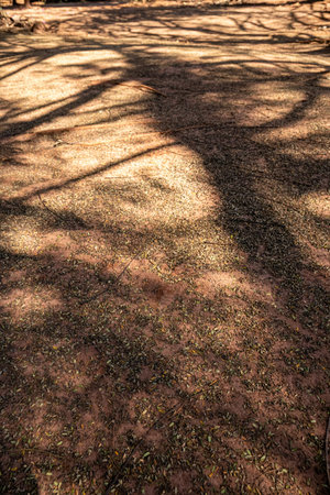 earthen floor background with several small fallen dry leaves
