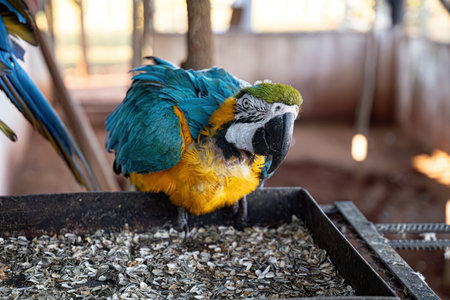 Adult Blue-and-yellow Macaw of the species Ara ararauna rescued recovering for free reintroduction