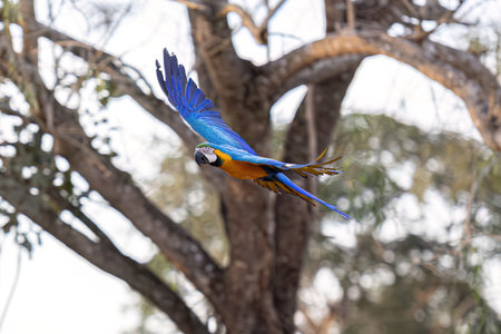 Adult Blue-and-yellow Macaw of the species Ara araraunaの写真素材