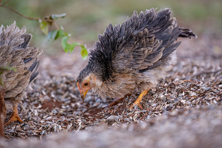 closeup on farm animal fowl chicken young henの写真素材