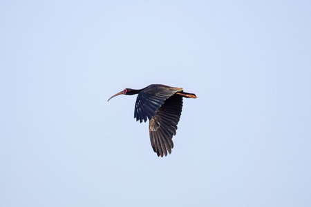 Animal Bare faced Ibis of the species Phimosus infuscatus in flyの写真素材