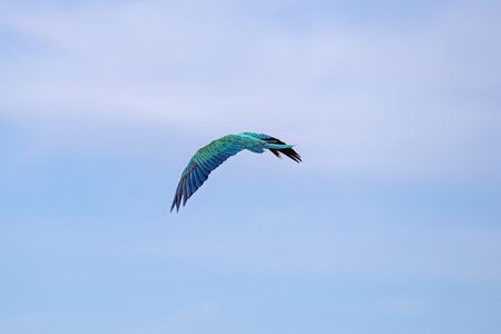 Adult Blue-and-yellow Macaw of the species Ara araraunaの写真素材