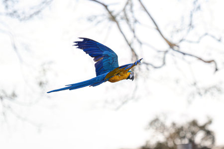 Adult Blue-and-yellow Macaw of the species Ara araraunaの写真素材