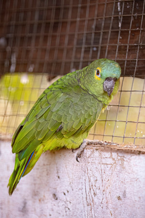 Adult Turquoise fronted Parrot of the species Amazona aestiva rescued recovering for free reintroductionの写真素材