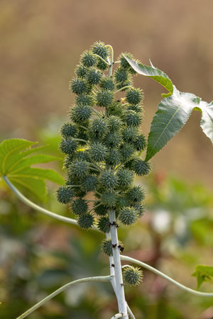 Green Castor Bean Plant of the species Ricinus communis