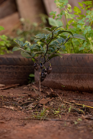 closeup of small pepper plant standing in soilの写真素材