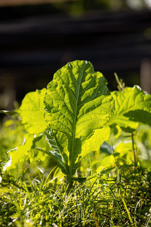 close up cabbage vegetable plant of the Brassica oleracea species in a vegetable gardenの写真素材