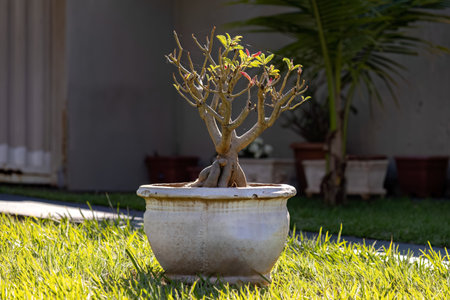 Desert Rose Plant of the species Adenium obesumの写真素材