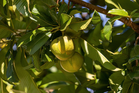 Elephant Apple Fruit Tree of the species Dillenia indica