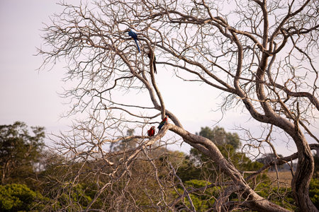 closeup dry tree with blue macaw and scarlet macawの写真素材