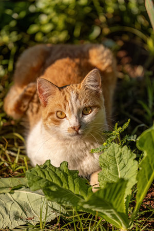 closeup of yellow cat in a cabbage plantationの写真素材