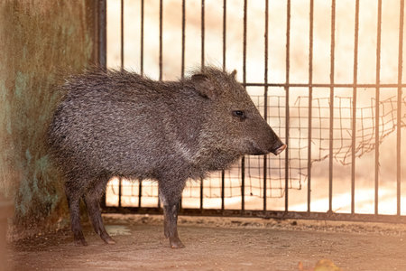 Animal Collared Peccary of the species Pecari tajacuの写真素材