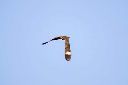 Animal Nacunda Nighthawk of the species Chordeiles nacunda in fly