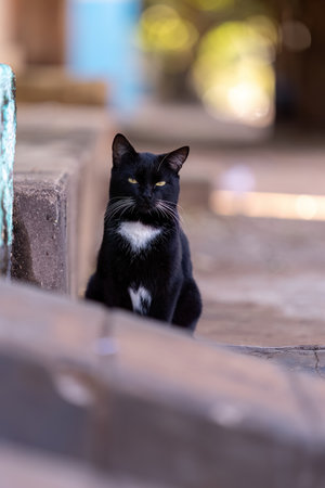 Small domestic cat in closeup with selective focusの写真素材