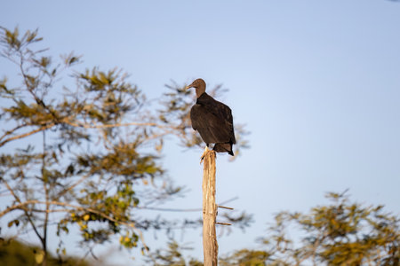 Animal Black Vulture of the species Coragyps atratus