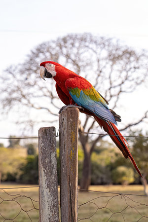 Adult Red and green Macaw of the species Ara chloropterus