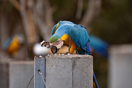 Adult Blue-and-yellow Macaw of the species Ara araraunaの写真素材