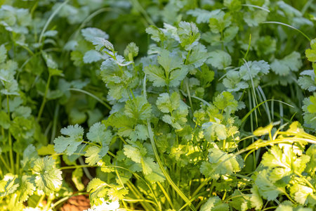 close up coriander plant seedlings of the species Coriandrum sativum