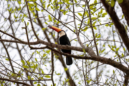 adult toco toucan of the species Ramphastos tocoの写真素材