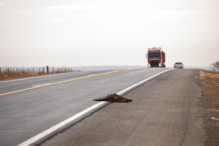 Giant anteater run over illustrative of the themes running over fauna or running over wild animals...