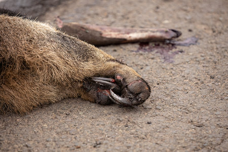 Giant anteater run over with paws burnt by fire illustrative of the theme of running over fauna for awareness purposes campaignsの写真素材