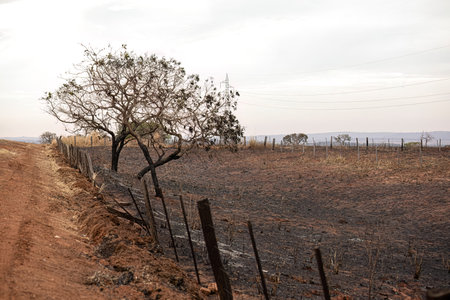 rural area landscape of freshly burnt dry grasslandの写真素材