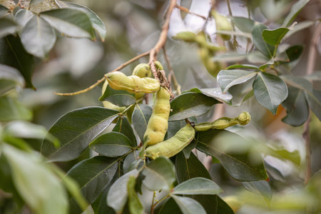 closeup of fruits of the brazilian fruit tree called inga