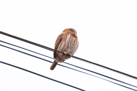 Ferruginous Pygmy Owl Animal of the species Glaucidium brasilianumの写真素材