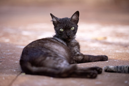 close up of feline animal domestic cat abandoned in cemeteryの写真素材