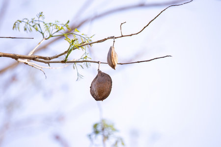 Blue Jacaranda Tree Fruits of the species Jacaranda mimosifoliaの写真素材