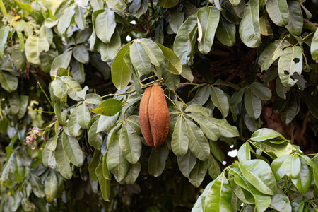 Brazilian Provision Tree Fruit of the species Pachira aquaticaの写真素材