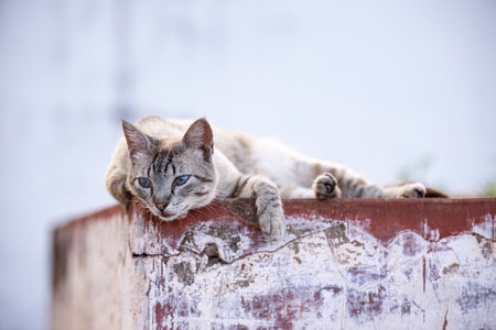 close up of feline animal domestic cat abandoned in cemetery