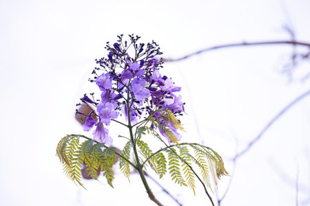 Blue Jacaranda Tree of the species Jacaranda mimosifolia with flowers and selective focus
