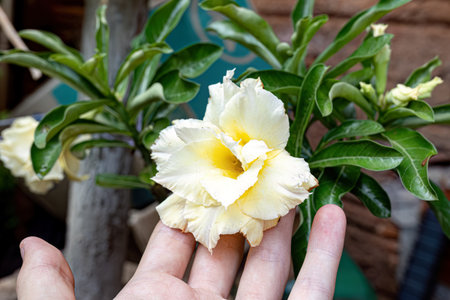Desert Rose Plant of the species Adenium obesumの写真素材