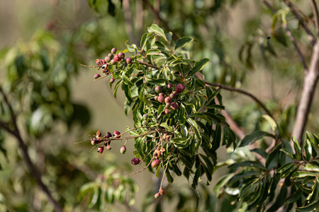 small red berries of angiosperm plant with selective focus