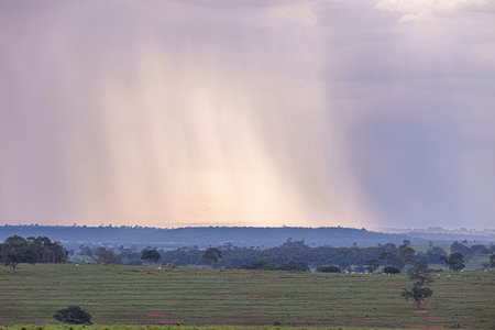 landscape close up of cattle farm pasture field with rain in the background climate theme