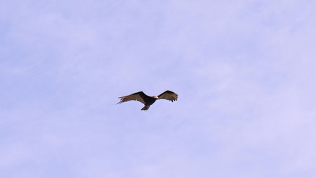 Lesser Yellow headed Vulture of the species Cathartes burrovianus