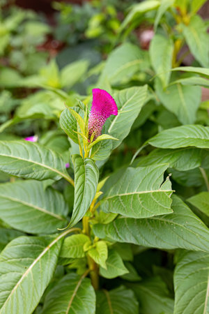 Quail Grass Flowering Plant of the species Celosia argentea