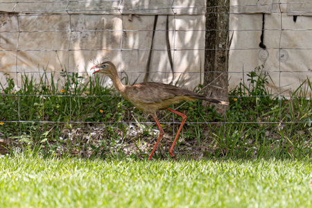 Red Legged Seriema Animal of the species Cariama cristata