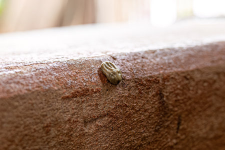 Female Adult Tick of the Order Ixodida