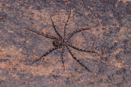 Small Trechaleid Spider of the Family Trechaleidae
