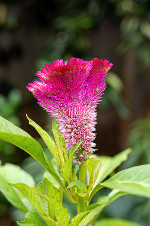 Quail Grass Flowering Plant of the species Celosia argentea