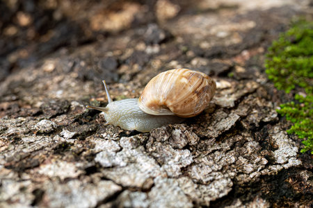 White Helicinan Snail of the Genus Drymaeusの写真素材