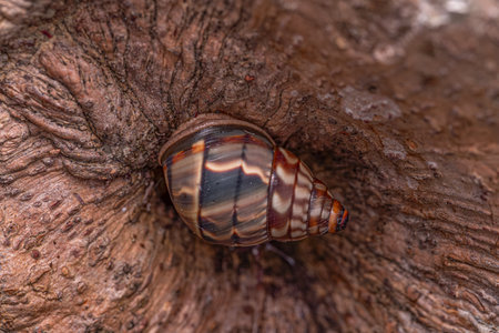 Common Land Snail of the Genus Corona