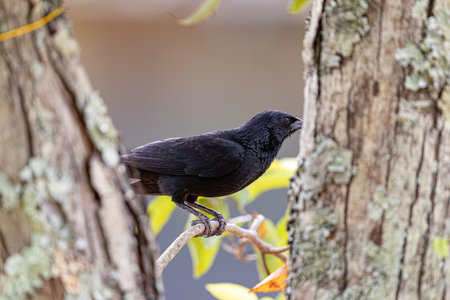 Black Chopi Blackbird of the species Gnorimopsar chopiの写真素材