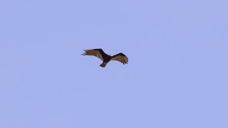 Lesser Yellow headed Vulture of the species Cathartes burrovianus